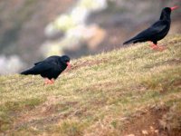 Chough.jpg