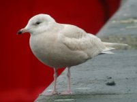 Iceland Gull Rossaveal1copy.JPG