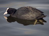 2- Coot.jpg