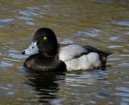 2- Scaup.jpg