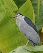 bc night heron.D3.iso200.crop.adj_DSC0838.jpg