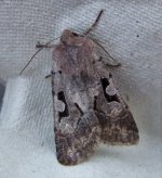 Hebrew Character 2 Apr.jpg