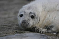 seal close up.jpg