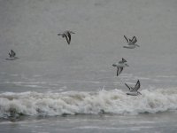 sanderlings.JPG