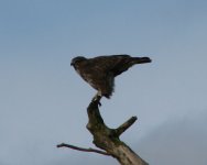 Buzzard2.JPG