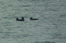 VELVET SCOTER.jpg