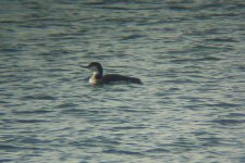 GREAT NORTHERN DIVER.jpg