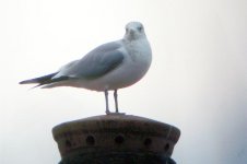 COMMON GULL.jpg