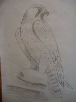 gyrfalcon(drawing).jpg