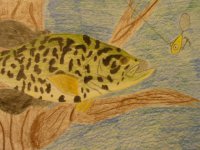fish drawings 001.jpg