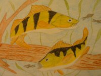 fish drawings 002.jpg