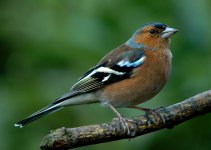 3- Chaffinch no 4.jpg