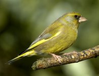 3- Greenfinch no 1.jpg