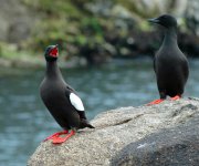 3- Black Guillemots at Rockabill.jpg