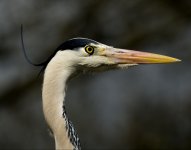 3- Heron Head no 1.jpg