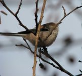 Longtailedtit1.JPG