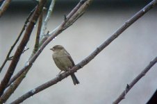 House Sparrow f.jpg