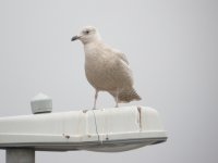 Iceland Gull.jpg