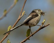 4- Long Tailed Tits no 3.jpg