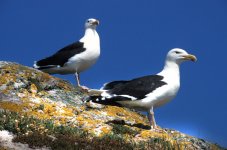 4- Bl  Backed Gull  Irelands Eye.jpg