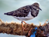 Turnstone no 1.jpg