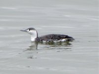 red-throated diver giles feb 08.jpg