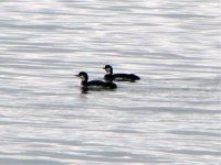 great northern divers giles feb 08.jpg