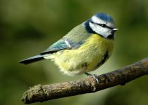 Tit with stumpy leg .jpg