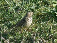 L1130260_Meadow Pipit.jpg