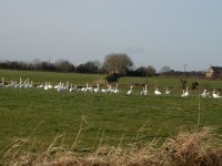 tn_Whooper Swans at Cruisetown 12.JPG