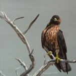 Galapagos Hawk.jpg