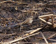 Song Sparrow.jpg