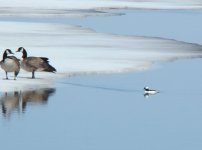 Bufflehead.jpg