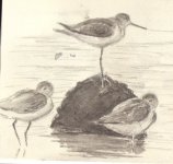 IGreenshank.jpg