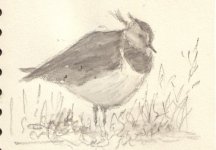 Lapwing1.jpg