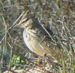 __Lark2_Paphos_05Feb08.jpg