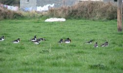 Oystercatcher.JPG