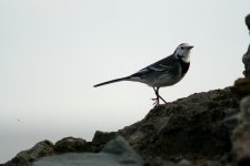 tn_Pied Wagtail at Clogherhead 2.JPG