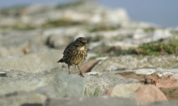 tn_Rock Pipit at CHead 01.JPG