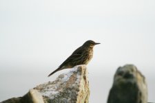 tn_Rock Pipit at CHead 14.JPG