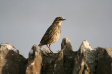 tn_Rock Pipit at CHead 07.JPG