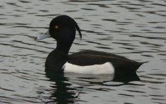 Tufted Duck_800x504.jpg