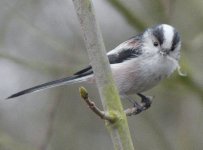 Long tailed Tit_800x593.jpg