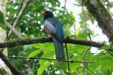 slatytailedtrogon7 (Medium).jpg