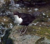 Dipper no 4.jpg