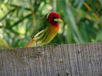 btRed-headedbarbet7 (Medium).jpg