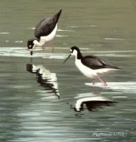 Stilts Pair.jpg