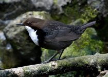 Dipper no 1.jpg