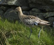 Curlew.jpg