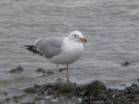 hgull1.jpg